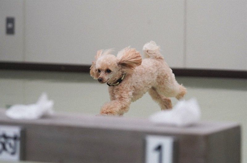 chu-cho-canh-sat-poodle-Hannah chu-cho-canh-sat-poodle-Hannah